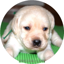 男の子(グリーン母犬ルイザ)